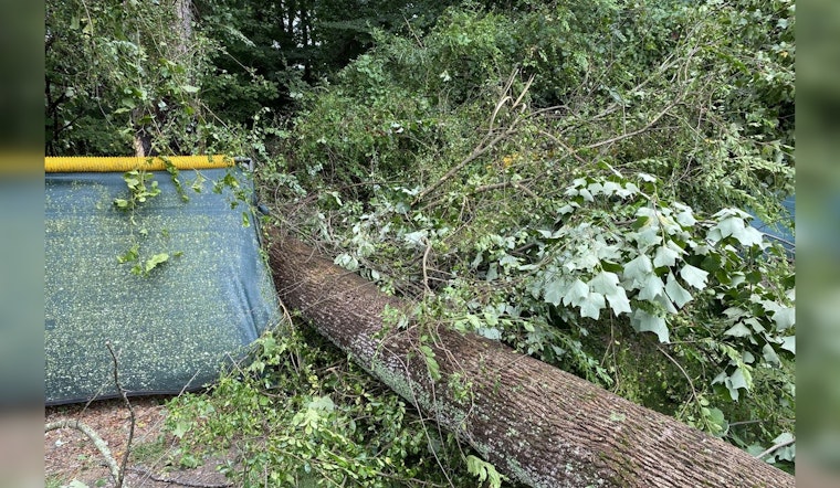 Milton to Remove 43 Infested Trees from Bell Memorial Park and City Park and Preserve