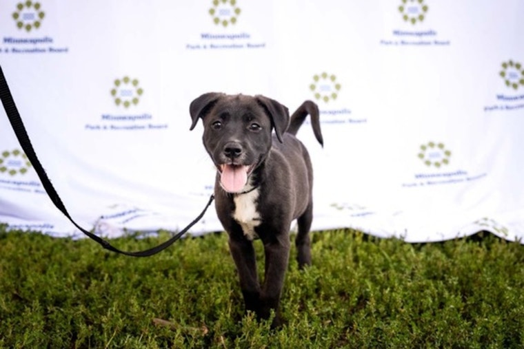 Minneapolis Park Board Hosts "Pup Parade" and Movie Night at Brackett Park on June 5