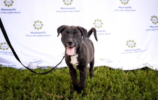 Minneapolis Park Board Hosts "Pup Parade" and Movie Night at Brackett Park on June 5