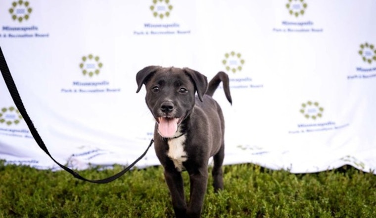 Minneapolis Park Board Hosts "Pup Parade" and Movie Night at Brackett Park on June 5