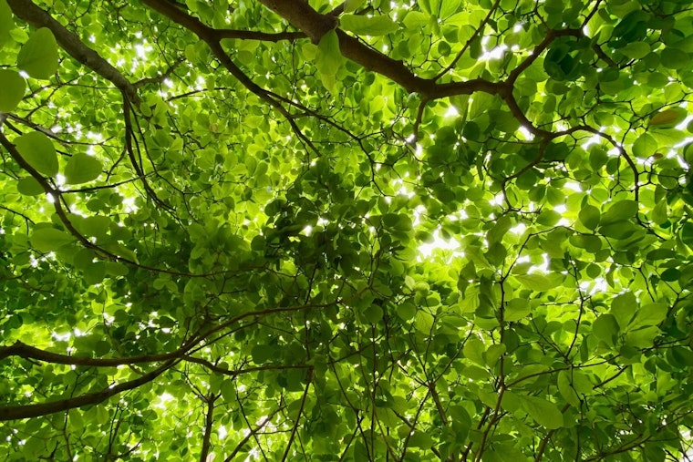 Minnesota Study Reveals Shade Trees Can Slash Summer Energy Bills by Half: Eden Prairie Endorses Green Cooling Strategy