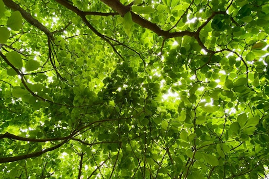 Minnesota Study Reveals Shade Trees Can Slash Summer Energy Bills by Half: Eden Prairie Endorses Green Cooling Strategy