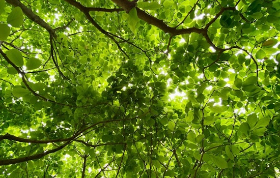 Minnesota Study Reveals Shade Trees Can Slash Summer Energy Bills by Half: Eden Prairie Endorses Green Cooling Strategy