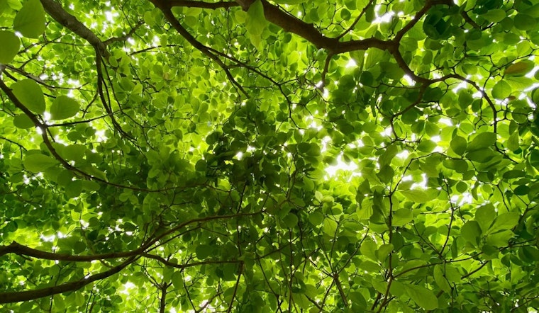 Minnesota Study Reveals Shade Trees Can Slash Summer Energy Bills by Half: Eden Prairie Endorses Green Cooling Strategy
