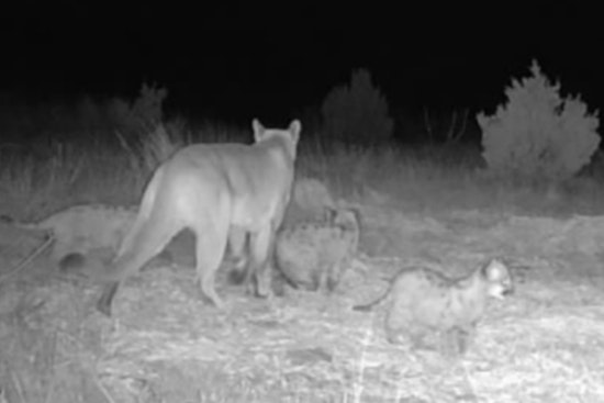Mountain Lion Breeding Population Takes Root in Oklahoma as Kittens Spotted in Osage and Cimarron Counties