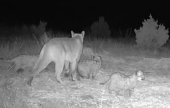Mountain Lion Breeding Population Takes Root in Oklahoma as Kittens Spotted in Osage and Cimarron Counties