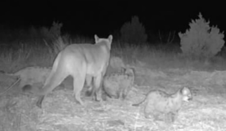 Mountain Lion Breeding Population Takes Root in Oklahoma as Kittens Spotted in Osage and Cimarron Counties