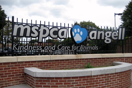 MSPCA Investigates After Video Shows Dog Being Struck in Boston's Dorchester Neighborhood