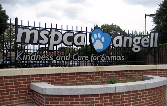 MSPCA Investigates After Video Shows Dog Being Struck in Boston's Dorchester Neighborhood