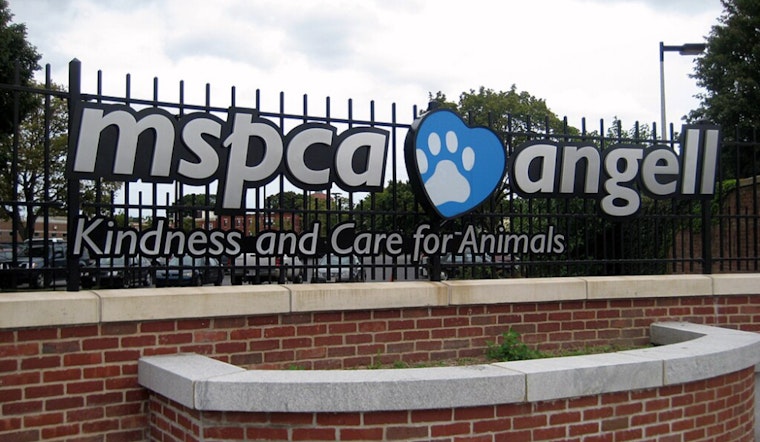 MSPCA Investigates After Video Shows Dog Being Struck in Boston's Dorchester Neighborhood