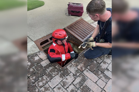 Murfreesboro Firefighter Adopts Rescued Kitten After Dramatic Storm Drain Rescue