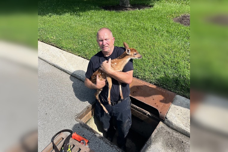 Murfreesboro Firefighters Heroically Rescue Fawn from Storm Drain Near Stones River