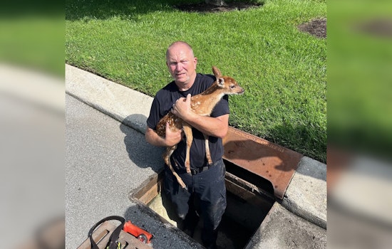 Murfreesboro Firefighters Heroically Rescue Fawn from Storm Drain Near Stones River