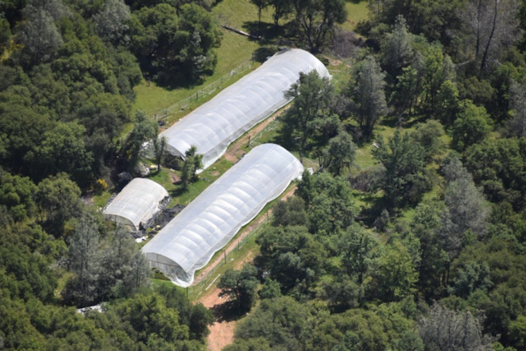 Nevada County Sheriff's Office Targets Illegal Cannabis Farms, Over 8,900 Plants Seized and Two Men Arrested