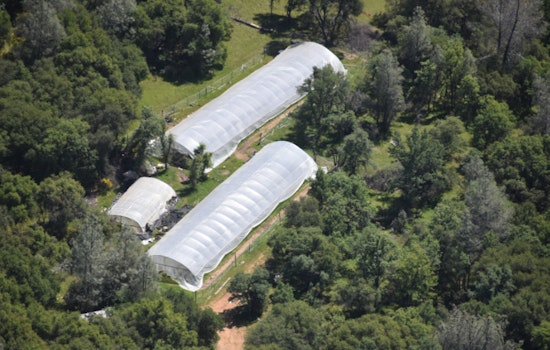 Nevada County Sheriff's Office Targets Illegal Cannabis Farms, Over 8,900 Plants Seized and Two Men Arrested