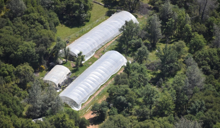 Nevada County Sheriff's Office Targets Illegal Cannabis Farms, Over 8,900 Plants Seized and Two Men Arrested