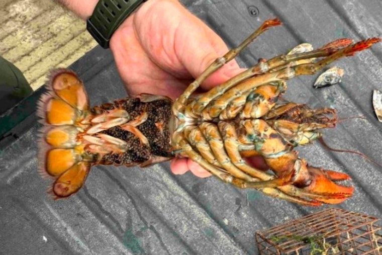 New Hampshire Authorities Convict Vietnamese Ship Captain for Illegal Poaching of Lobster, Crab, and Mussels in Newington