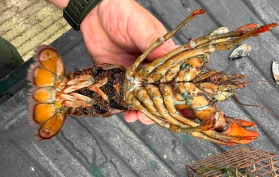 New Hampshire Authorities Convict Vietnamese Ship Captain for Illegal Poaching of Lobster, Crab, and Mussels in Newington