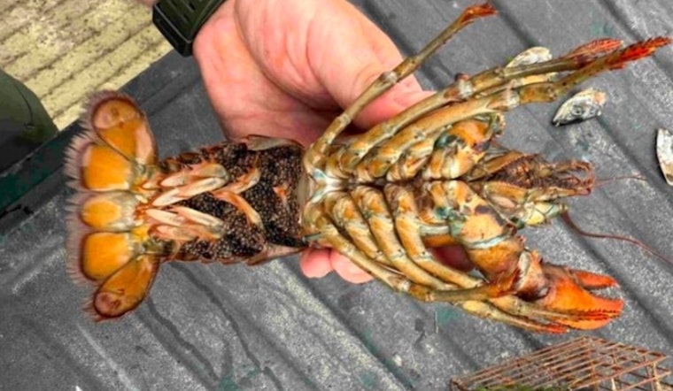 New Hampshire Authorities Convict Vietnamese Ship Captain for Illegal Poaching of Lobster, Crab, and Mussels in Newington