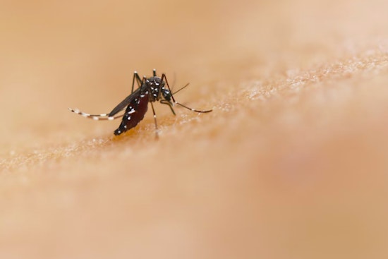 New Orleans Ramps Up Mosquito Control Efforts Amid West Nile Virus Activity