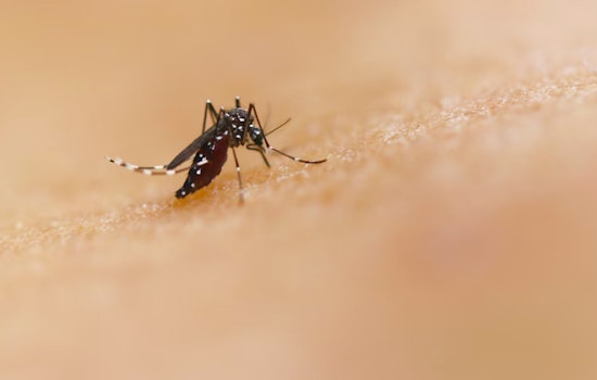 New Orleans Ramps Up Mosquito Control Efforts Amid West Nile Virus Activity