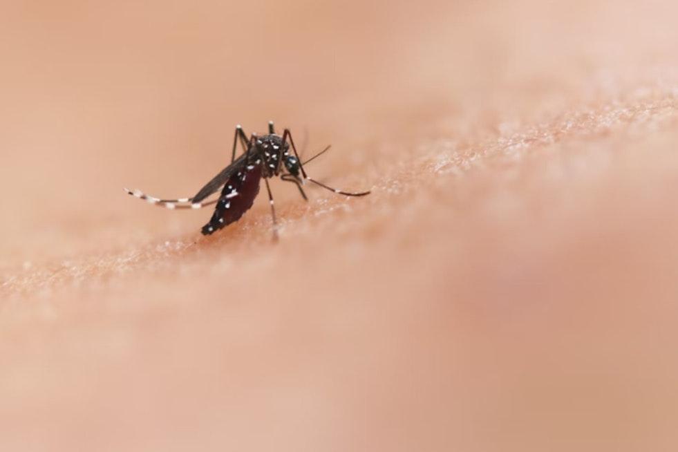 New Orleans Steps Up Mosquito Control Efforts Amid West Nile Virus Concerns