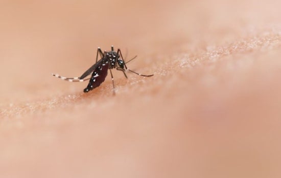 New Orleans Steps Up Mosquito Control Efforts Amid West Nile Virus Concerns