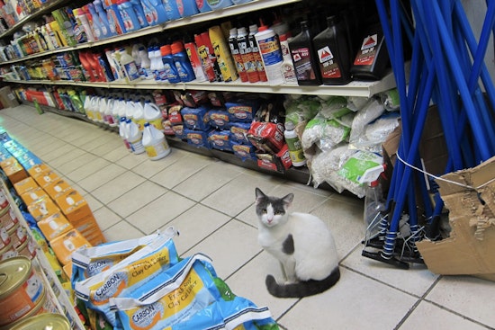New York City Councilmember Proposes Legislation to Legalize Bodega Cats in the Five Boroughs