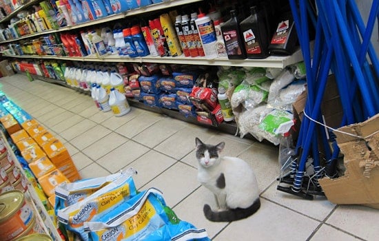 New York City Councilmember Proposes Legislation to Legalize Bodega Cats in the Five Boroughs