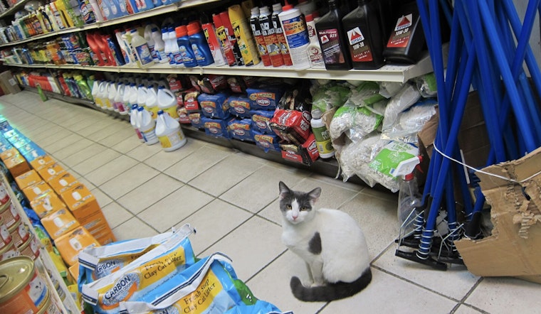 New York City Councilmember Proposes Legislation to Legalize Bodega Cats in the Five Boroughs