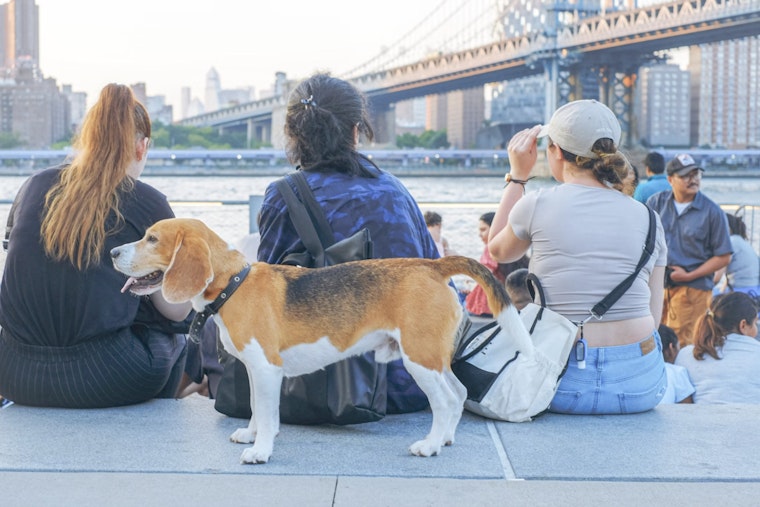 New York City Dog Owners Call for Legal Reform After Spate of Dog Maulings in Brooklyn and Upper West Side