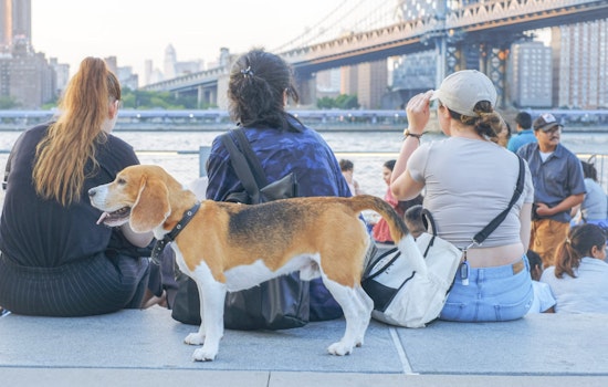 New York City Dog Owners Call for Legal Reform After Spate of Dog Maulings in Brooklyn and Upper West Side