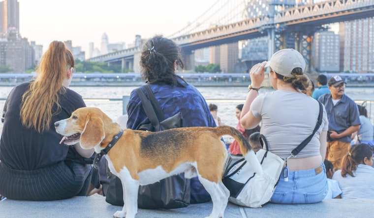 New York City Dog Owners Call for Legal Reform After Spate of Dog Maulings in Brooklyn and Upper West Side