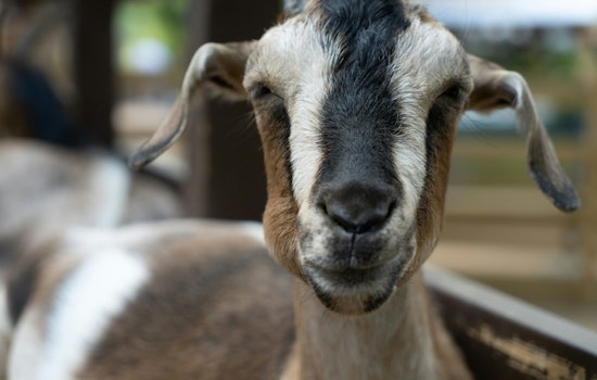 New York City to Host 'Goatham 2025' as the First Competitive Eating Contest for Goats