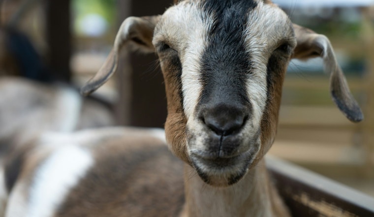 New York City to Host 'Goatham 2025' as the First Competitive Eating Contest for Goats