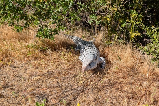 Giant, Invasive Lizard — Up To 5-Foot-Long — Spotted in Bay Area Park, Rangers Urge Caution & Reporting
