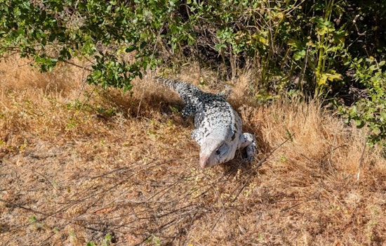 Giant, Invasive Lizard — Up To 5-Foot-Long — Spotted in Bay Area Park, Rangers Urge Caution & Reporting