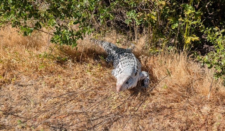 Giant, Invasive Lizard — Up To 5-Foot-Long — Spotted in Bay Area Park, Rangers Urge Caution & Reporting