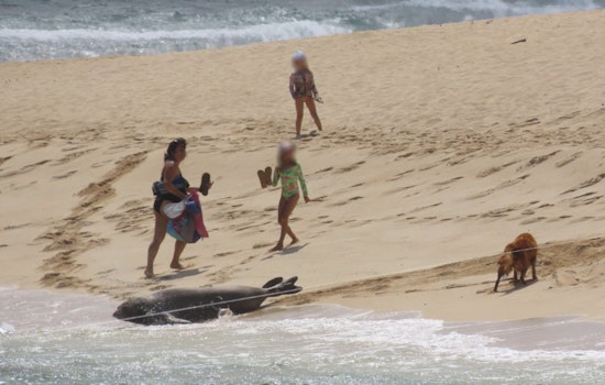 O‘ahu Beachgoers Face Fines for Unleashed Dogs Near Endangered Monk Seals During Pupping Season