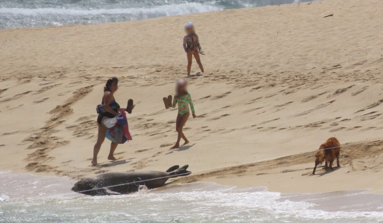 O‘ahu Beachgoers Face Fines for Unleashed Dogs Near Endangered Monk Seals During Pupping Season