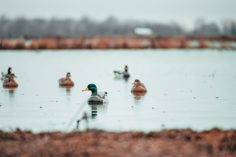 ODNR Solicits Public Feedback on Proposed Changes to Ohio Waterfowl Hunting Zones for 2026-2030 Seasons