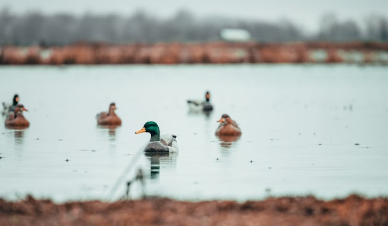 ODNR Solicits Public Feedback on Proposed Changes to Ohio Waterfowl Hunting Zones for 2026-2030 Seasons