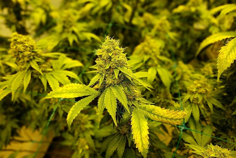 Ohio Boosts Cannabis Flower Purchase Limit to 2.5 Ounces as Industry Braces for Regulatory Changes