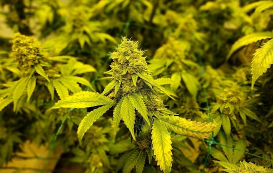 Ohio Boosts Cannabis Flower Purchase Limit to 2.5 Ounces as Industry Braces for Regulatory Changes
