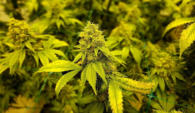 Ohio Boosts Cannabis Flower Purchase Limit to 2.5 Ounces as Industry Braces for Regulatory Changes