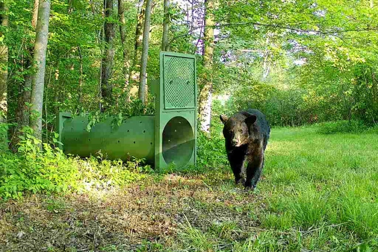 Ohio Marks Conservation Milestone with First GPS Collaring of Female Black Bear in Partnership with University of Dayton