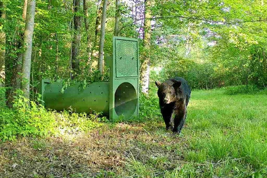 Ohio Marks Conservation Milestone with First GPS Collaring of Female Black Bear in Partnership with University of Dayton