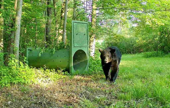 Ohio Marks Conservation Milestone with First GPS Collaring of Female Black Bear in Partnership with University of Dayton