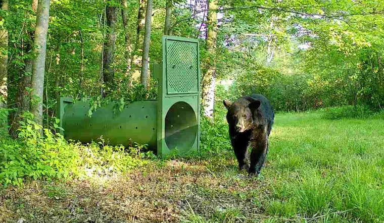 Ohio Marks Conservation Milestone with First GPS Collaring of Female Black Bear in Partnership with University of Dayton