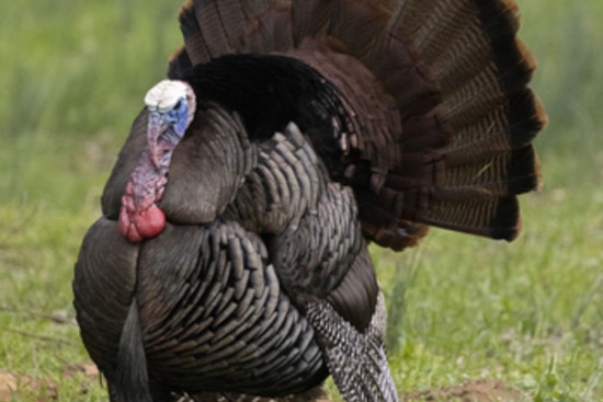 Ohio's Spring Turkey Hunting Season Ends with Record Harvest of 15,911 Birds